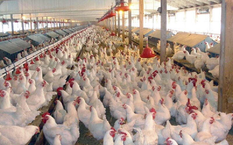 افزایش ۳۰ درصدی تولید مرغ در استان تهران