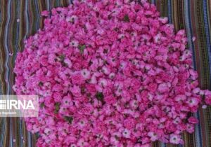 تولید ۷۵۶ تن گل محمدی در خمین