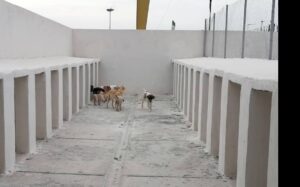 اجرای طرح ضربتی جمع آوری سگ های بلاصاحب در سطح شهر گرگان