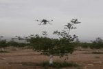 گرده‌افشانی درخت گردو با ربات پرنده ساخت محققان دانشگاه تهران