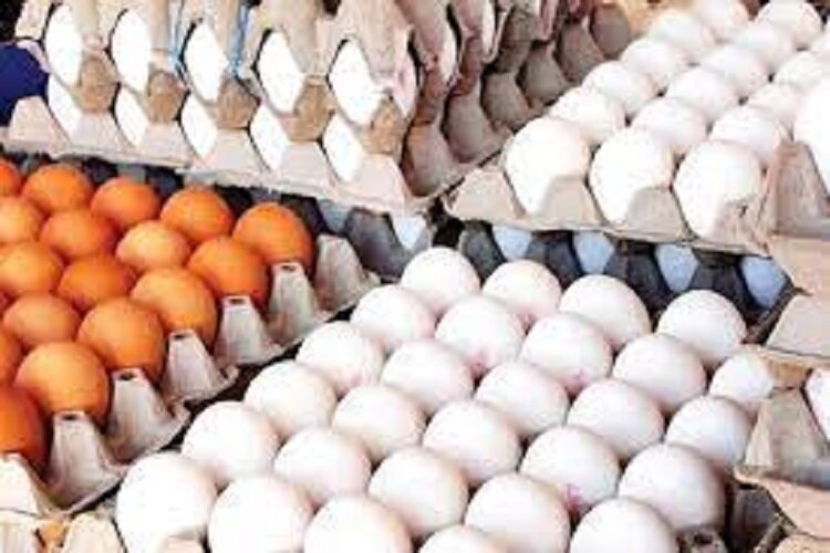 افزایش قیمت تخم مرغ در بازار خراسان شمالی
