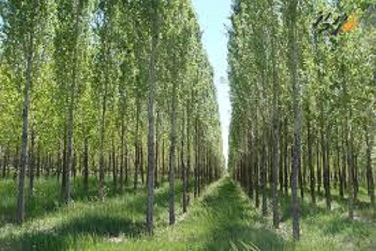 تولید ۱۰۰ هزار قلمه نهال درخت صنوبر با مشارکت مردم در خراسان شمالی