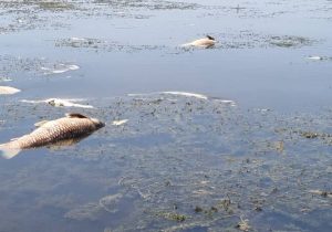 مرگ مشکوک ماهیان بند عبدل‌آباد بجنورد/ محیط زیست: بعد از تعطیلات بررسی می‌کنیم