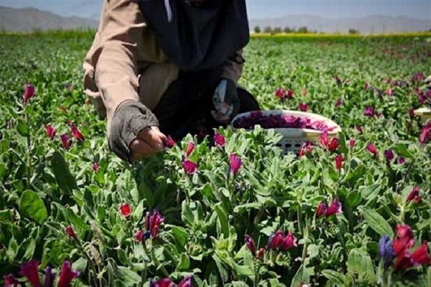 پتانسیل تولید گیاهان دارویی در سطح ۲۰۰۰ هکتار در مناطق عشایری خراسان شمالی