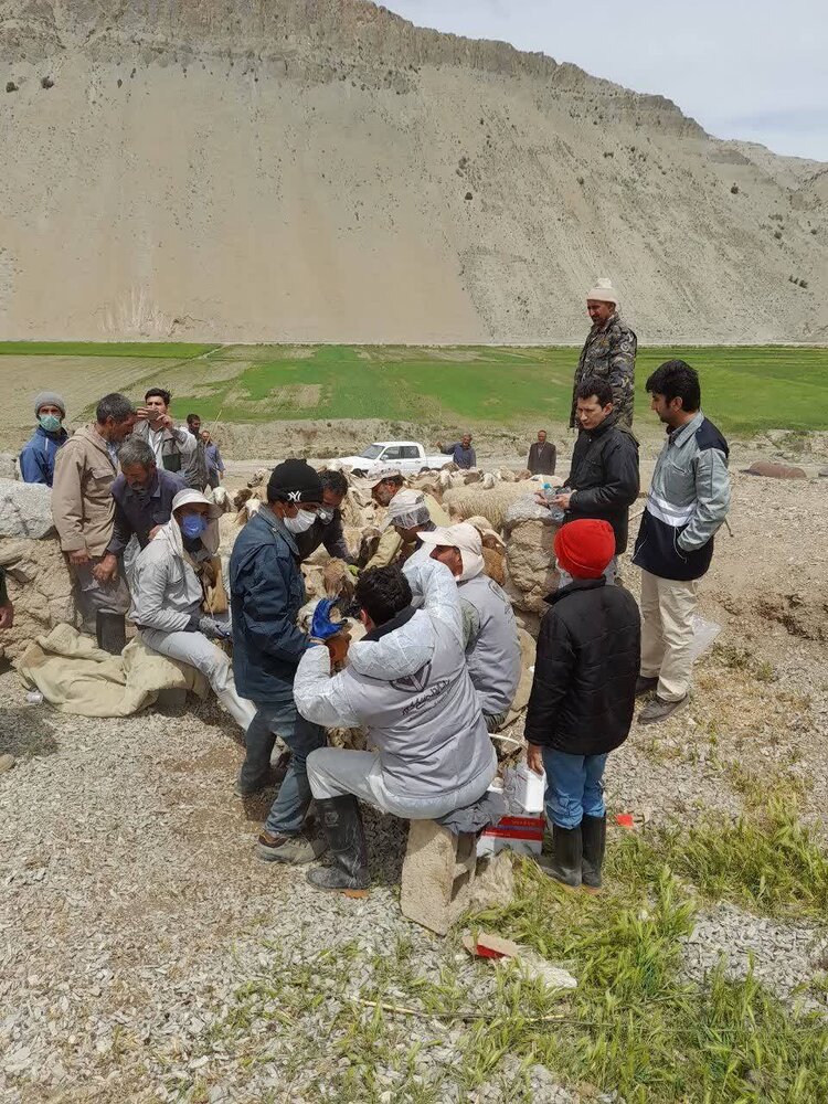 برگزاری اردوهای جهادی دامپزشکی در روستاهای مرزی خراسان شمالی