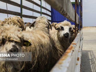 بهبود باروری گله گوسفند با فناوری نانو
