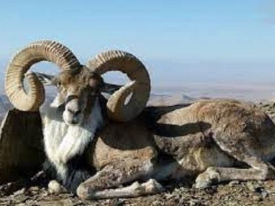 خراسان شمالی زیستگاه خالص ترین قوچ اوریال در کشور