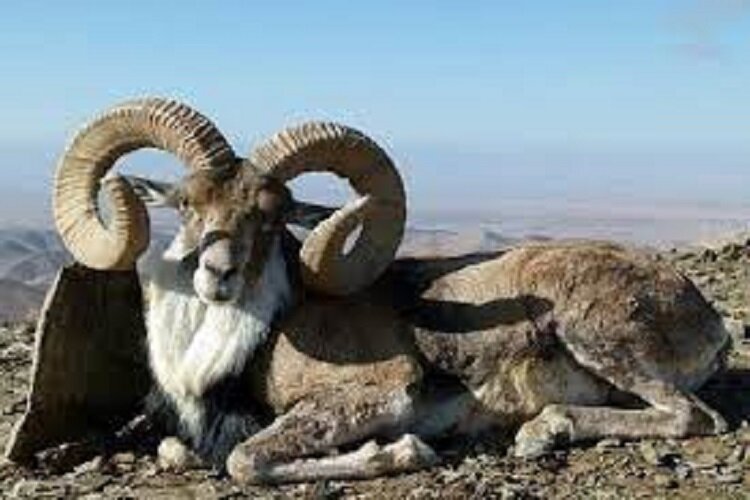 خراسان شمالی زیستگاه خالص ترین قوچ اوریال در کشور