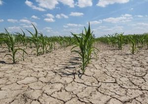 خسارت ۲.۴ هزار میلیارد تومانی خشکسالی به کشاورزی خراسان شمالی