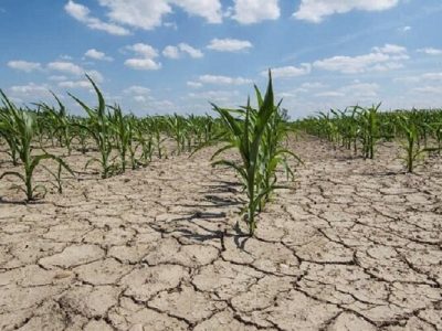 خسارت ۲.۴ هزار میلیارد تومانی خشکسالی به کشاورزی خراسان شمالی