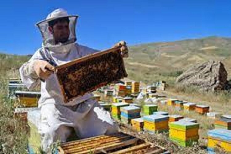 طبیعتی که امسال بر روی زنبورداران خراسان شمالی نمی خندد