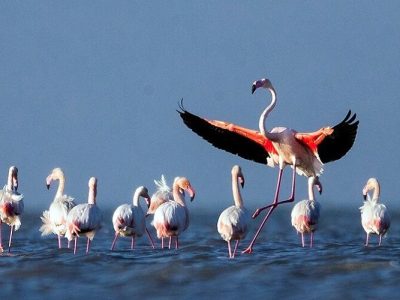 کاهش گونه های پرندگان مهاجر در خراسان شمالی