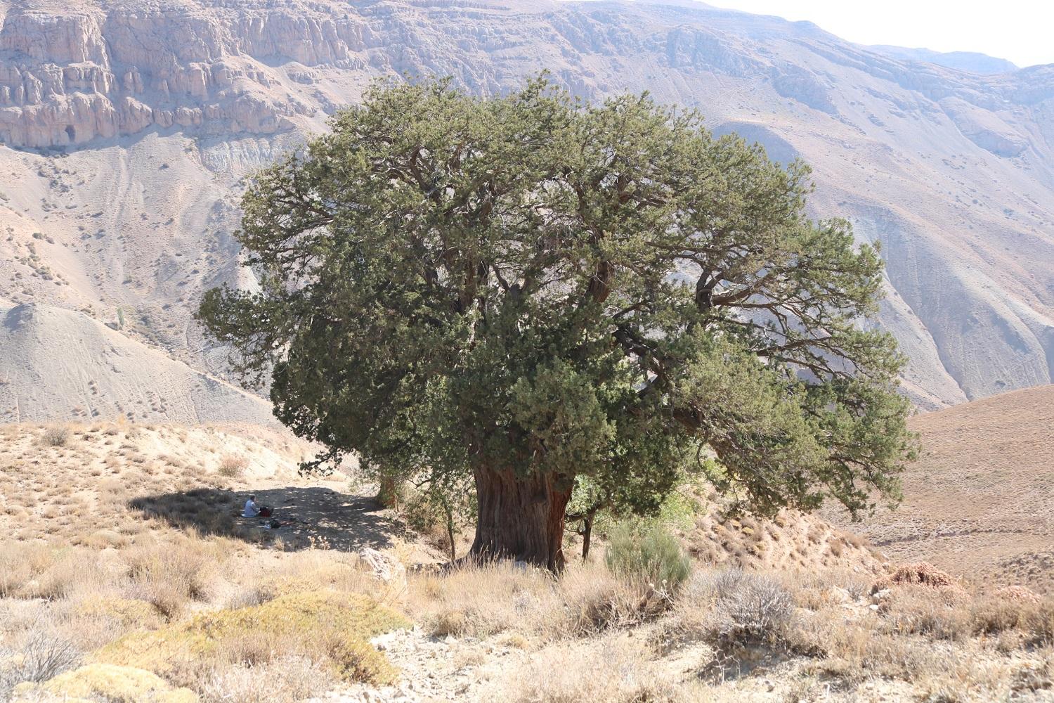 در ایام‌خشکسالی استفاده از گیاهان کم‌آب‌بر، راهکارتغذیه‌دام