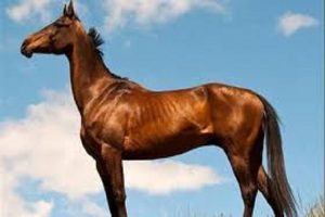 جشنواره زیبایی اسب ترکمن در بجنورد برگزار شد