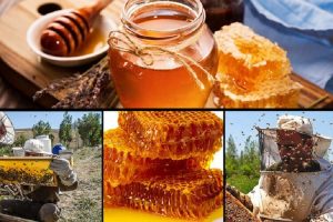 چرا زنبورداران خراسان شمالی طعم شیرین صادرات عسل را نمی چشند؟