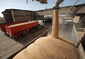 خرید ۹۶ هزار تن گندم در خراسان شمالی