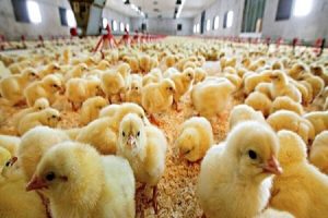 رشد ۱۷ درصدی جوجه‌ریزی در واحدهای مرغداری خراسان شمالی