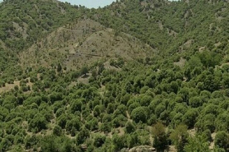 ایجاد ۳۲ هزار هکتار جنگل در خراسان شمالی و جذب ۲ میلیون تن گرد و غبار