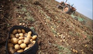 برباد دادن دست‌رنج کشاورزان گلستان