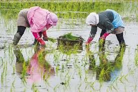 نمایندگان گلستان خواستار لغو ممنوعیت کشت برنج شدند