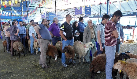 عرضه دام زنده در ۴ نقطه به مناسبت عید قربان در گرگان