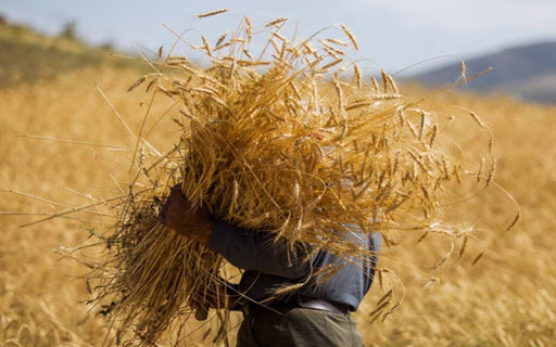 تحقق۹۶درصدی کشت پاییزه گندم در استان