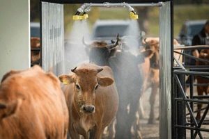 گندزدایی میادین دام عیدقربان گلستان علیه کرونا