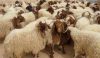 کمیته امداد آمادگی جمع‎آوری نذورات گلستان را دارد