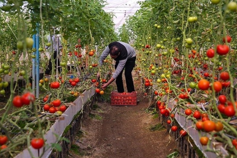 افزایش ۹۰ درصدی سطح گلخانه‌های کرمانشاه