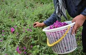 حرکت جهاددانشگاهی درمسیرتوسعه پرورش گیاهان دارویی