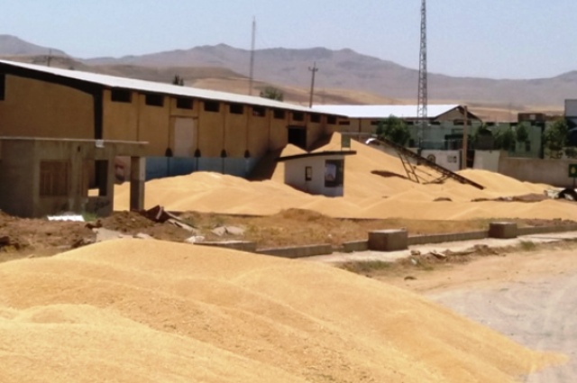 در راستای ارتقای کیفیت نان۸۶هزارتن گندم وارد استان شد