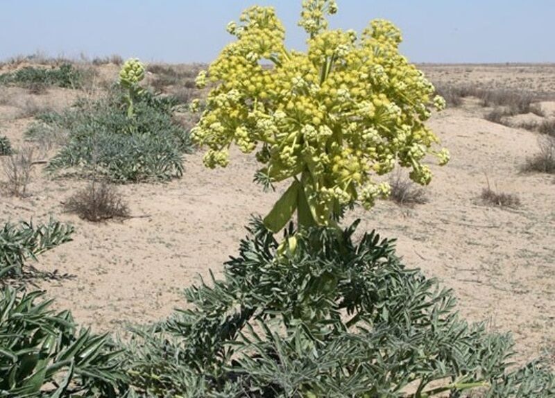 یک هزار هکتار از زمین های ملی گچساران زیر کشت گیاهان دارویی