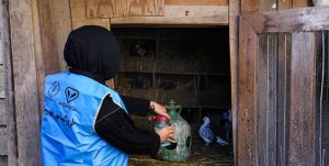 ایمن‌سازی رایگان ۲ میلیون قطعه طیور در نواحی روستایی خراسان رضوی