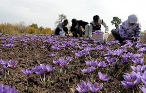 ورود تعاون روستایی و کمیسیون اصل۹۰به ماجرای خرید توافقی۴۶ تن زعفران