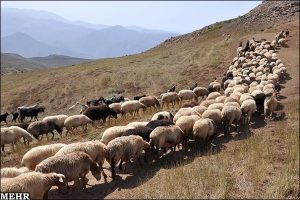 بین دامداران شیروان بیش ازهزارتن علوفه وکنسانتره توزیع شد