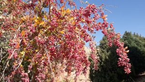 زرشک وحشی نیازمندتوجه بیشتر