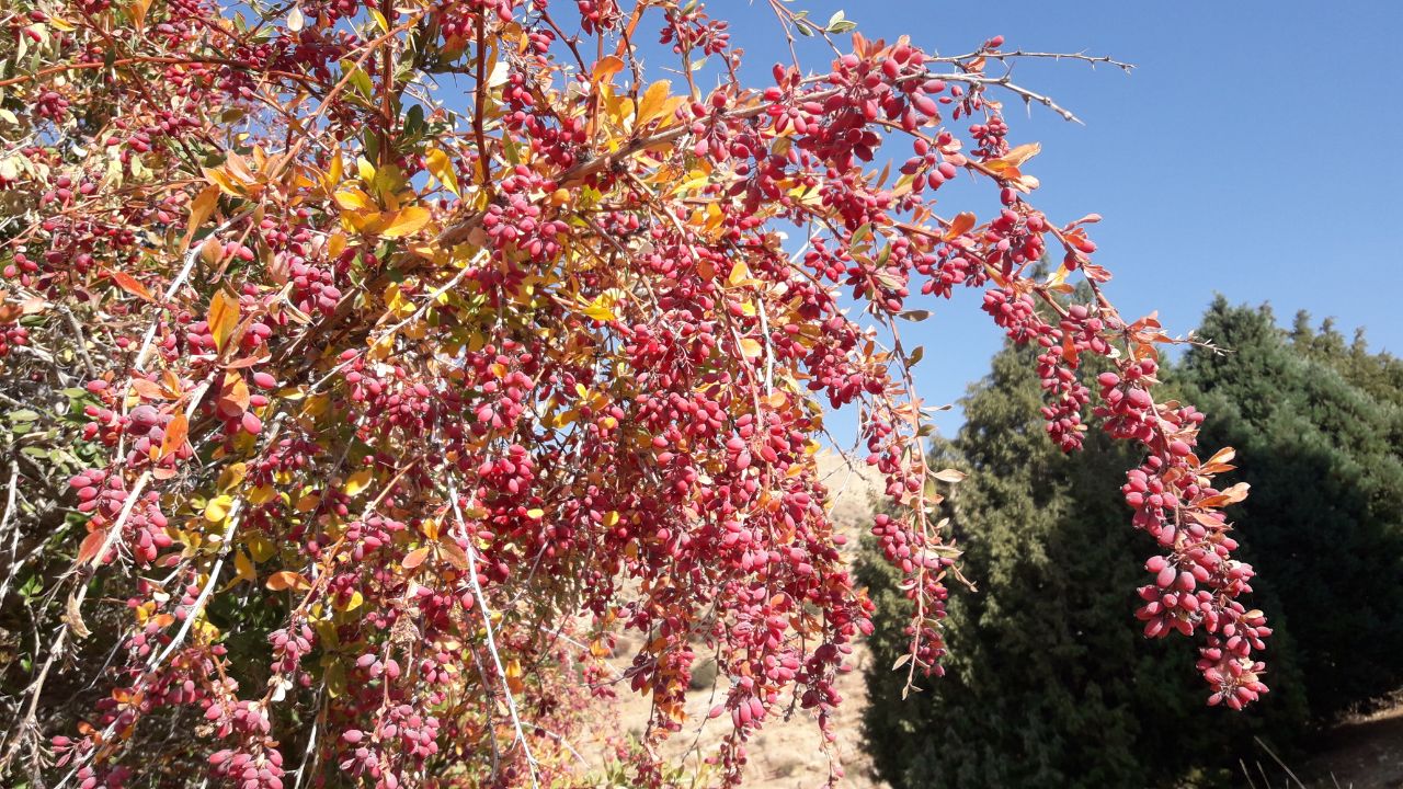 زرشک وحشی نیازمندتوجه بیشتر