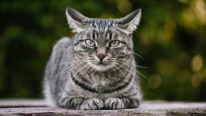 گربه‌ ها چرامیومی‌‌کنند؟