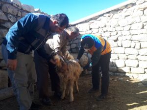 اجرا طرح مایه کوبی دام عشایر در مناطق سخت گذر خوزستان