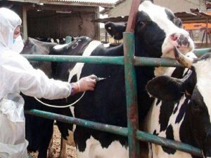 ۴۰ هزار راس دام سنگین در یزد علیه تب مالت مایه‌کوبی شد