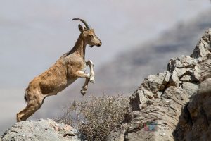 آغاز سرشماری پستانداران منطقه انگوران ماهنشان ‌