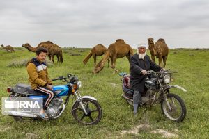 شیرشترگلستان نیازمندراه‌اندازی کارخانه