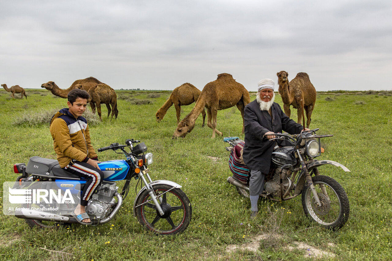 شیرشترگلستان نیازمندراه‌اندازی کارخانه