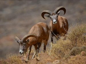 دستگیری عاملین کشتار۲راس قوچ درعلی‌آبادکتول