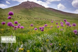 صدورسندتک‌برگی برای۶میلیون هکتار اراضی ملی دراستان سمنان