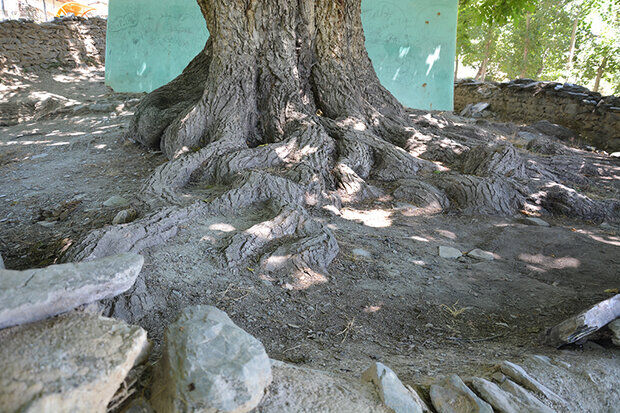 ثبت ملی درخت گردوی روستای “گل زرد” الیگودرز