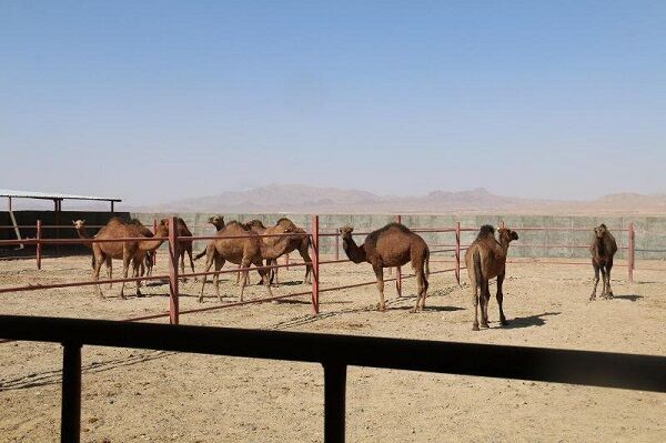 افزایش جمعیت شتر درنهبندان