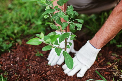 کاشت۴۰۰هزاراصله نهال درخراسان شمالی