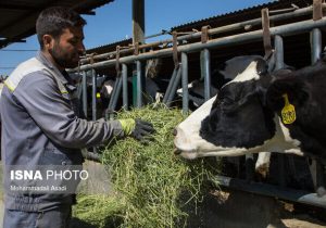 برگزاری بیش از ۱۱ هزار نفر ساعت کلاس آموزشی برای دامداران توسط دامپزشکی خراسان شمالی