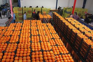 میوه تنظیم بازار با کیفیت مناسب در گلستان در حال توزیع است